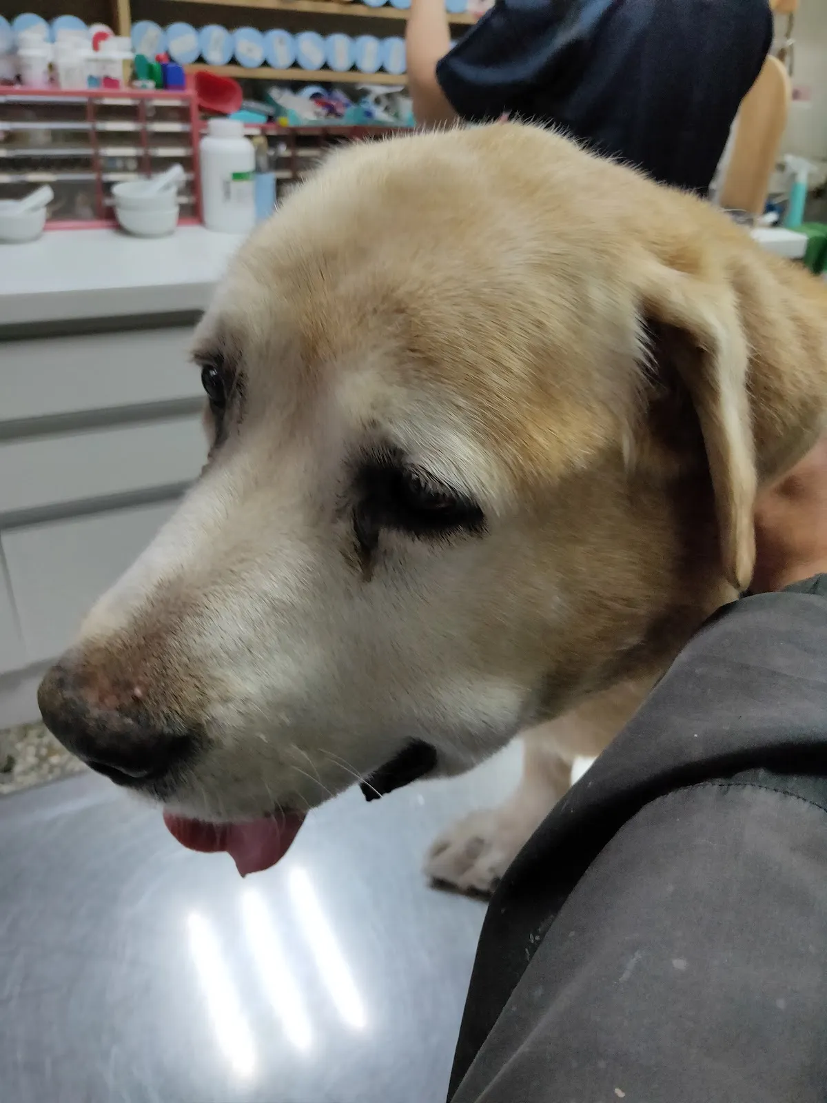 西螺程動物醫院