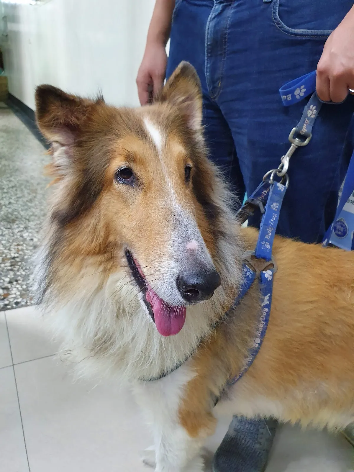 西螺程動物醫院