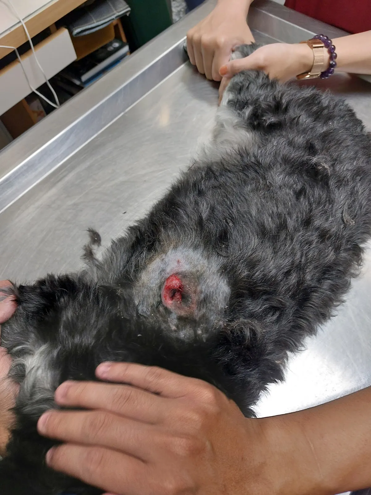 西螺程動物醫院