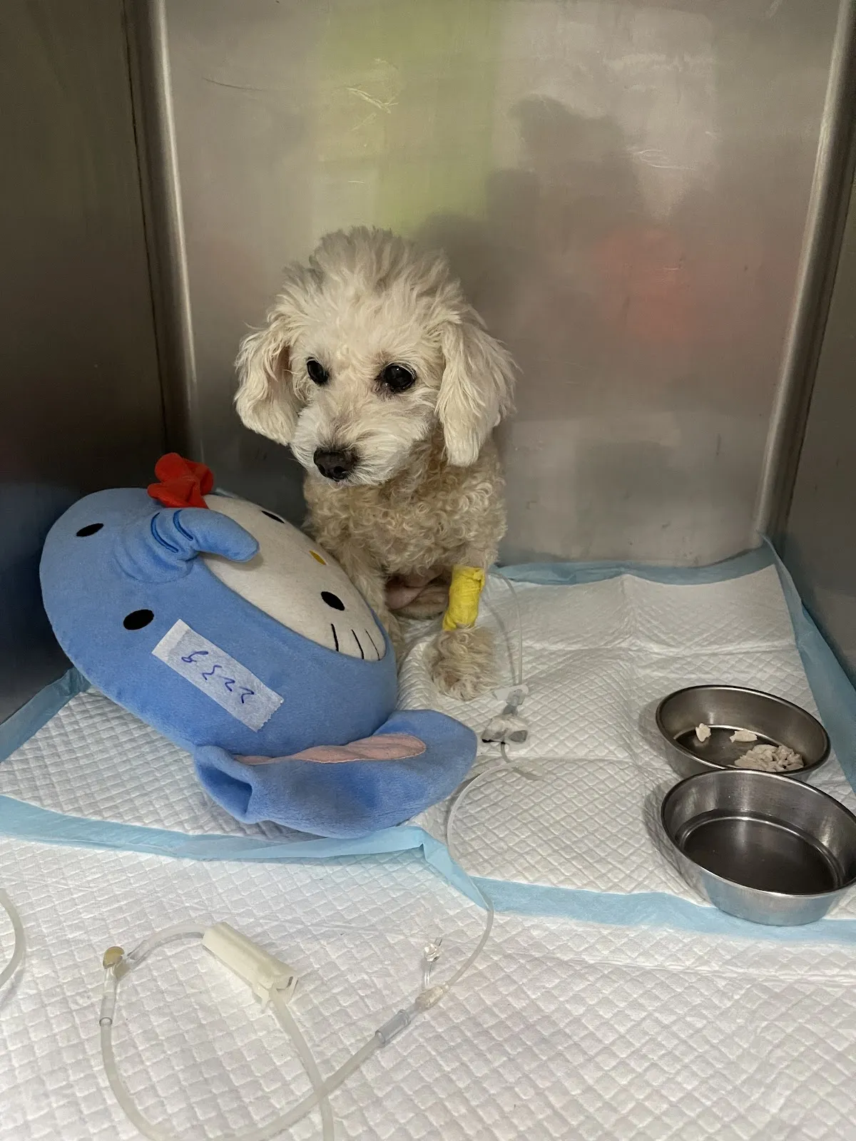 伊甸園動物醫院