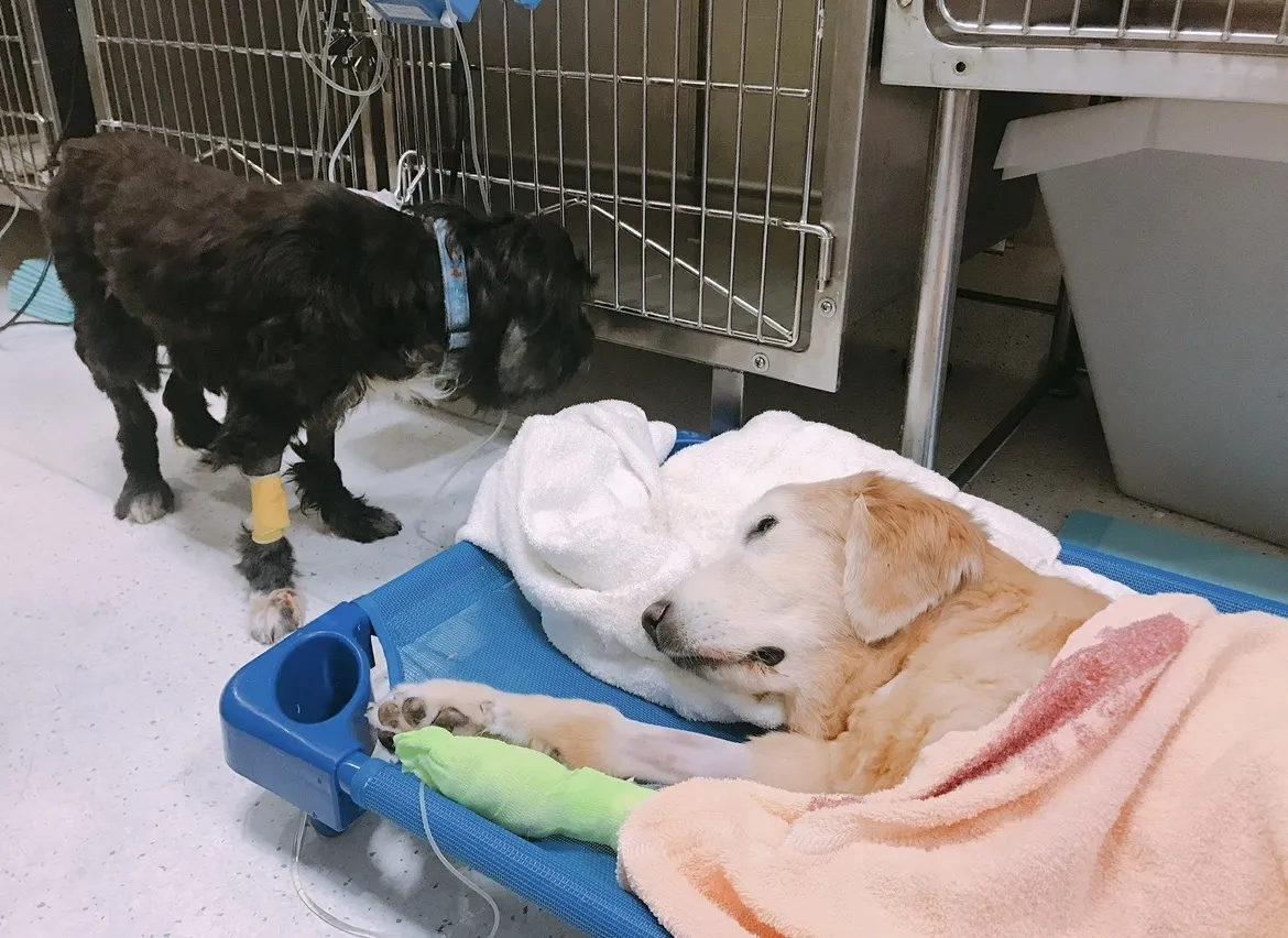 伊甸園動物醫院