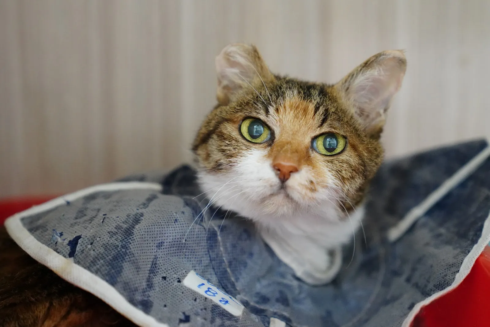 伊甸園動物醫院