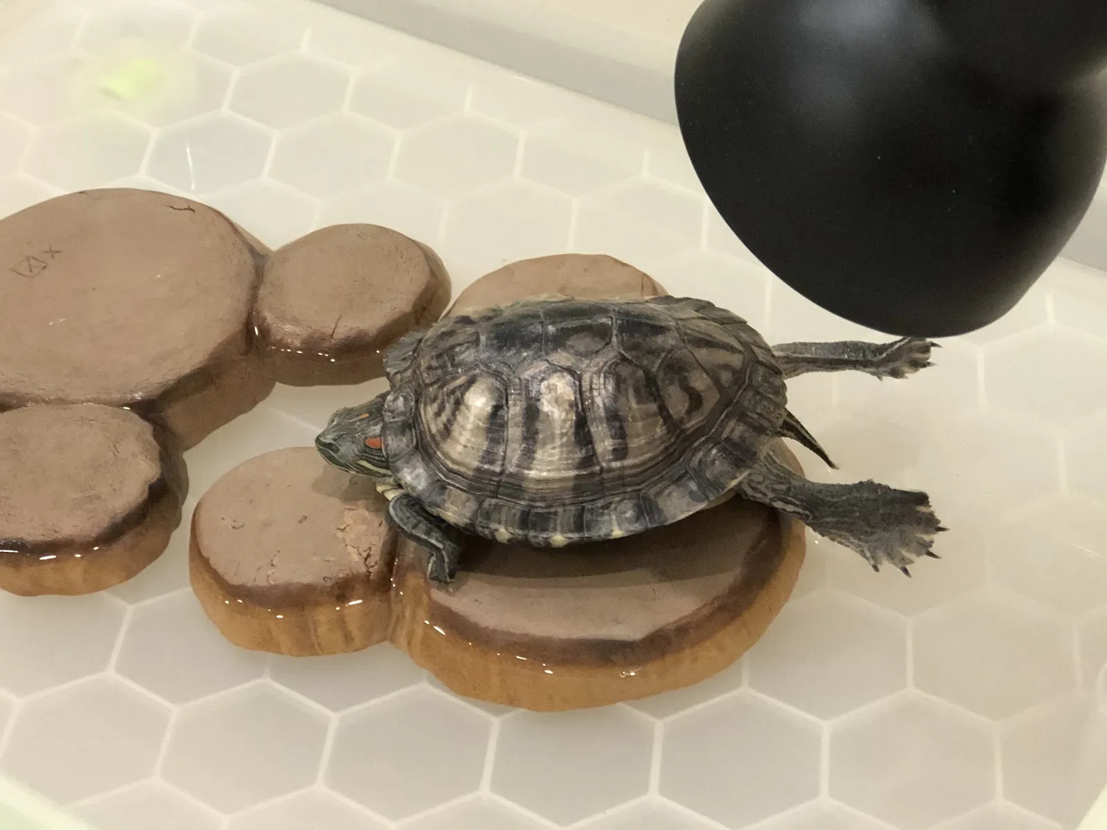 伊甸園動物醫院