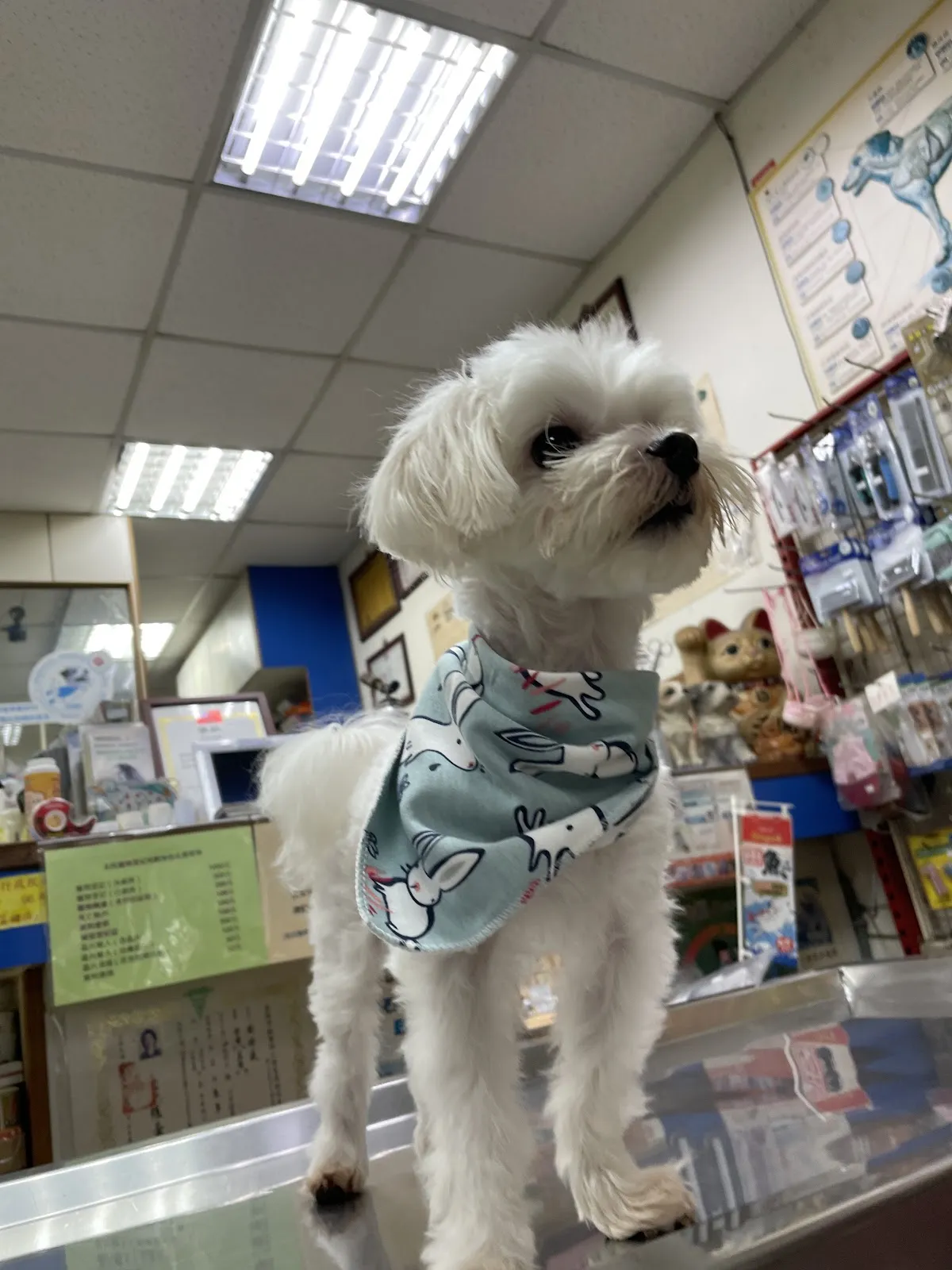 林犬貓專科醫院