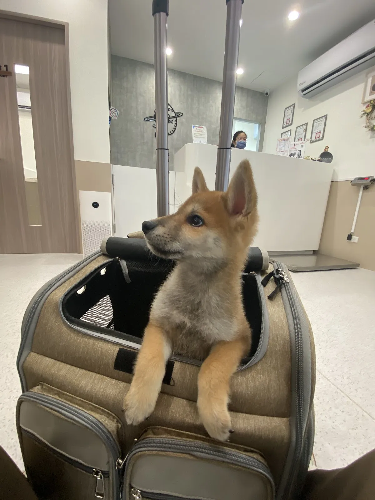 毛宇宙動物醫院