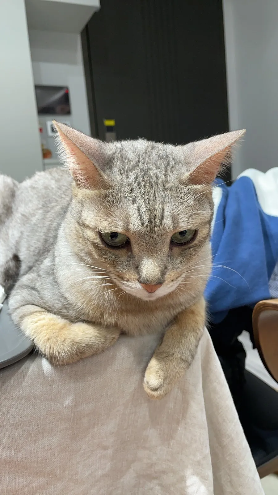 毛宇宙動物醫院