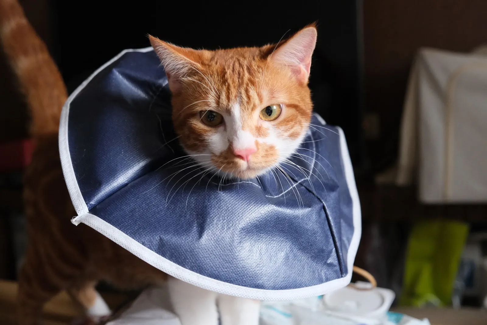 毛宇宙動物醫院