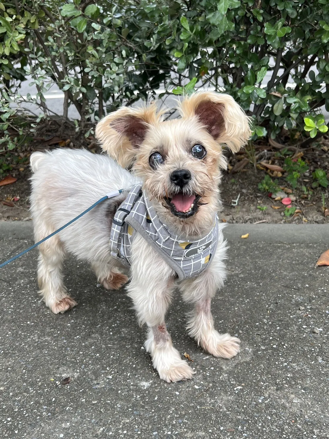 毛宇宙動物醫院