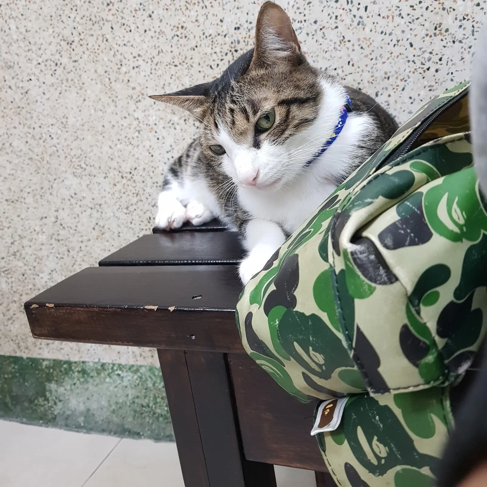 慈愛動物診所自由分所