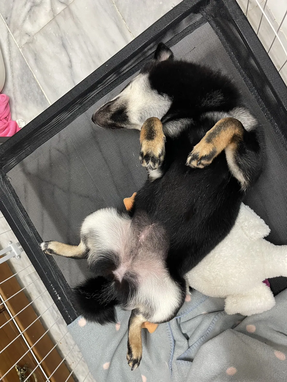 慈愛動物診所自由分所