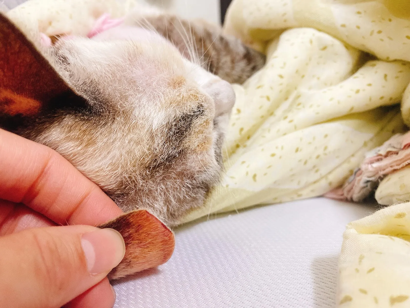 慈愛動物診所自由分所