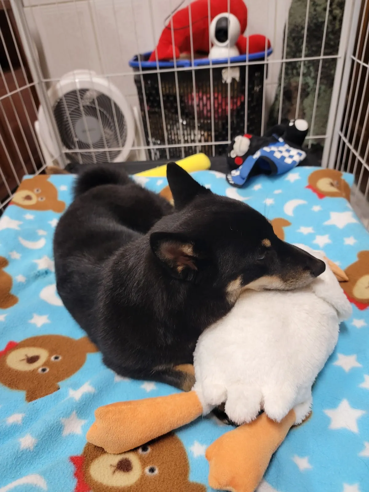 慈愛動物診所自由分所