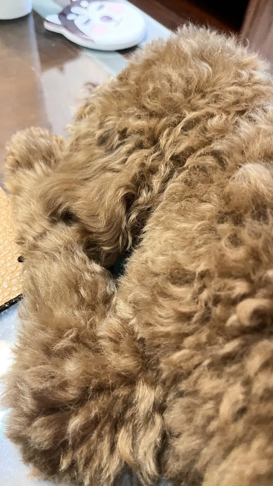 中壢太樸動物醫院