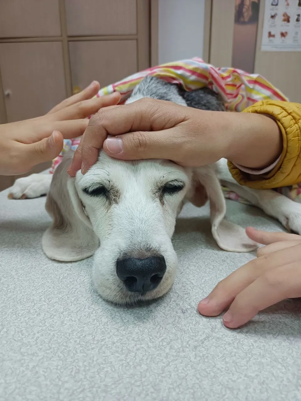 微笑動物醫院