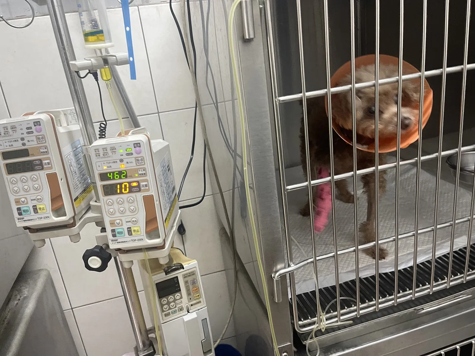 肥肥壯壯獸醫院