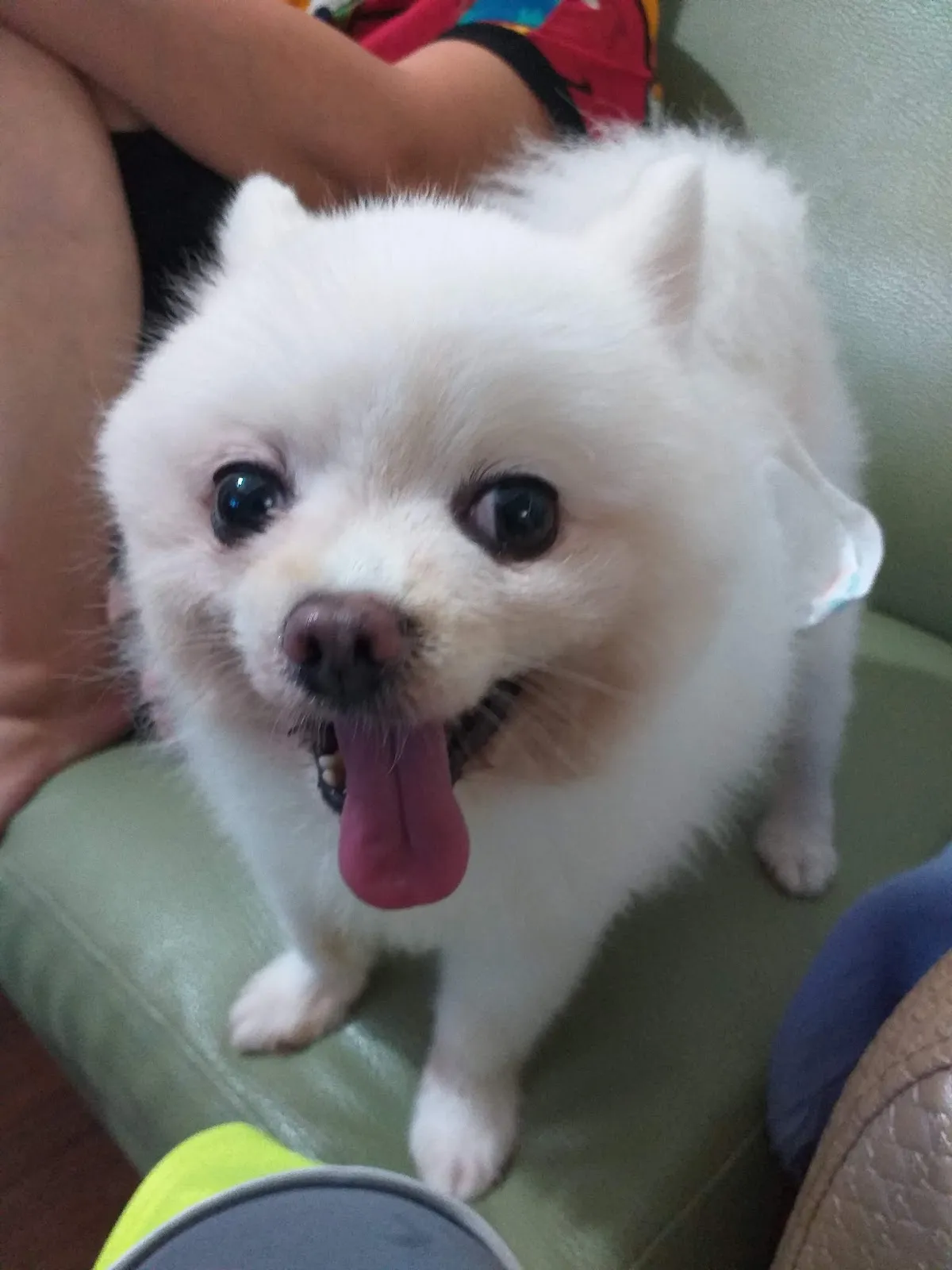 肥肥壯壯獸醫院