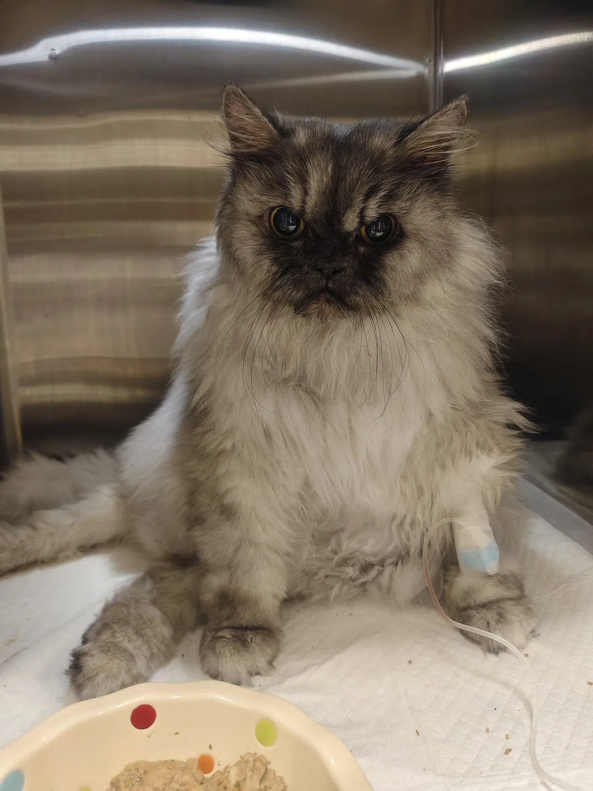 全天候動物醫院