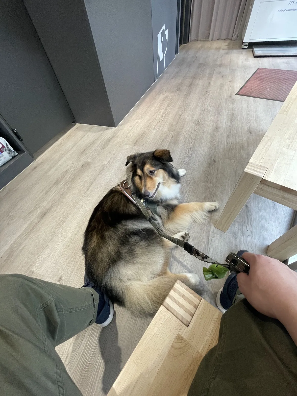 全天候動物醫院