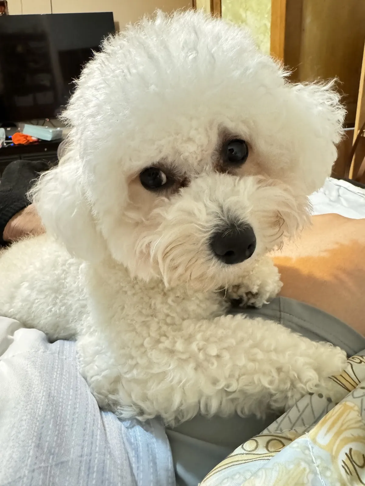 全天候動物醫院