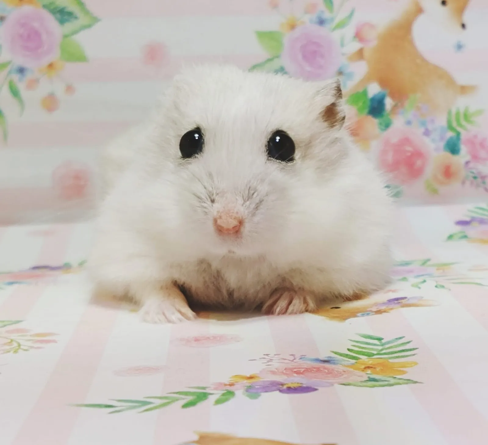 全天候動物醫院