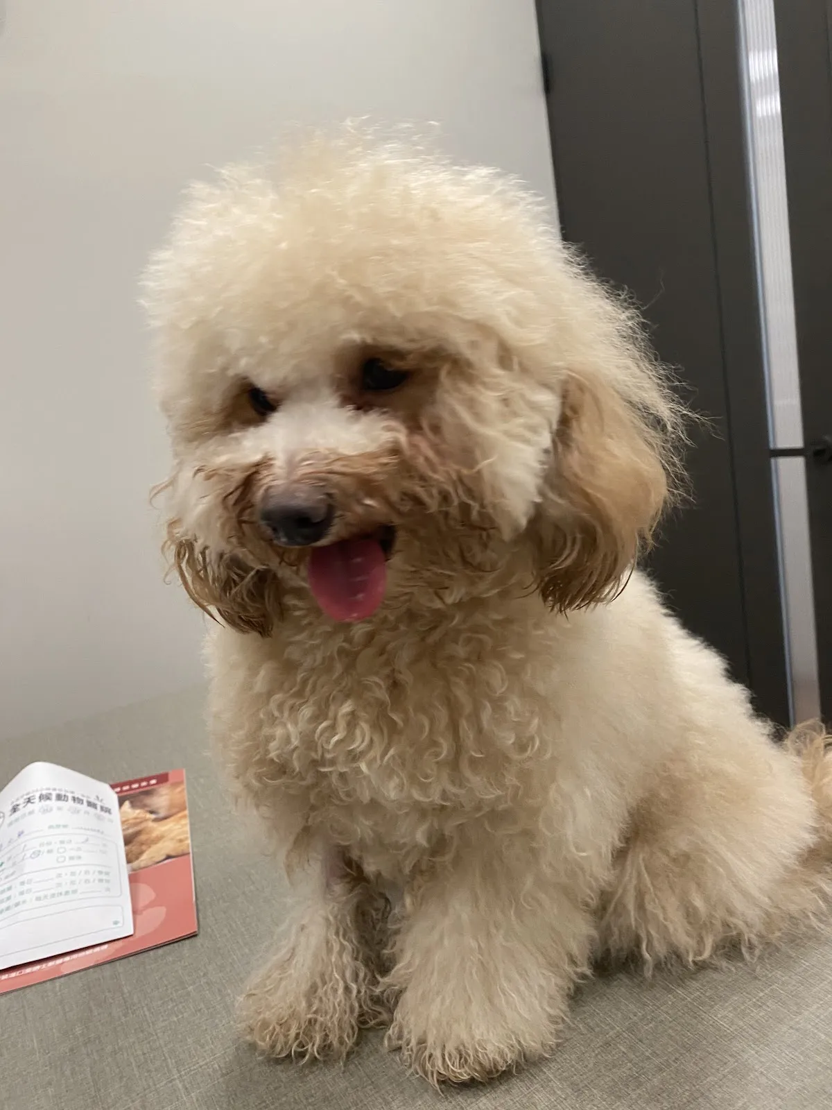 全天候動物醫院