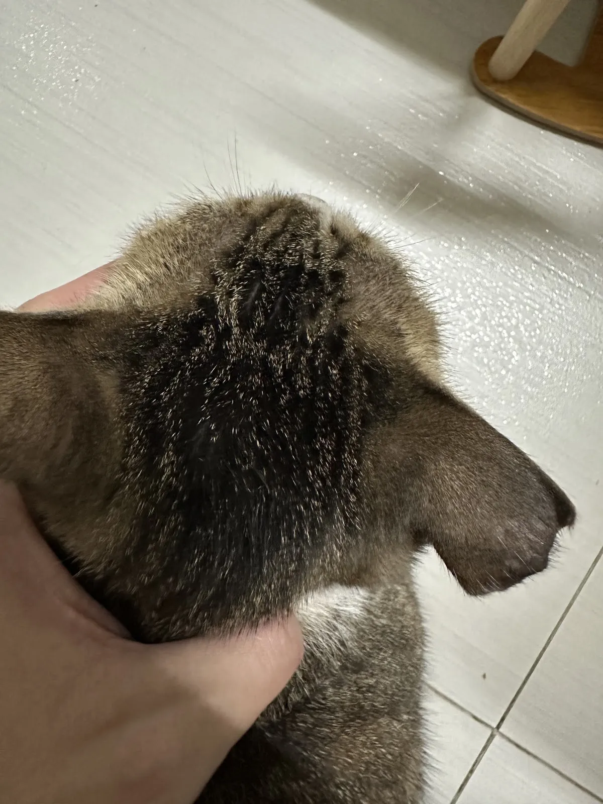 全天候動物醫院