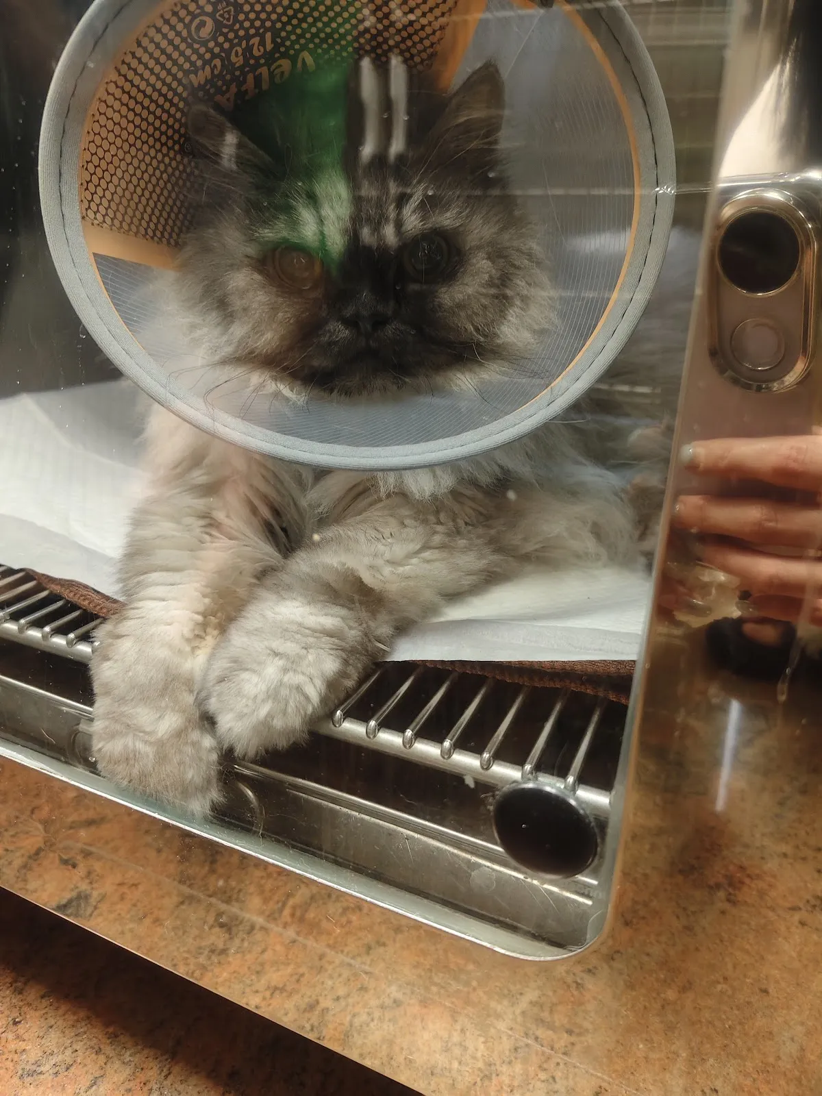 全天候動物醫院