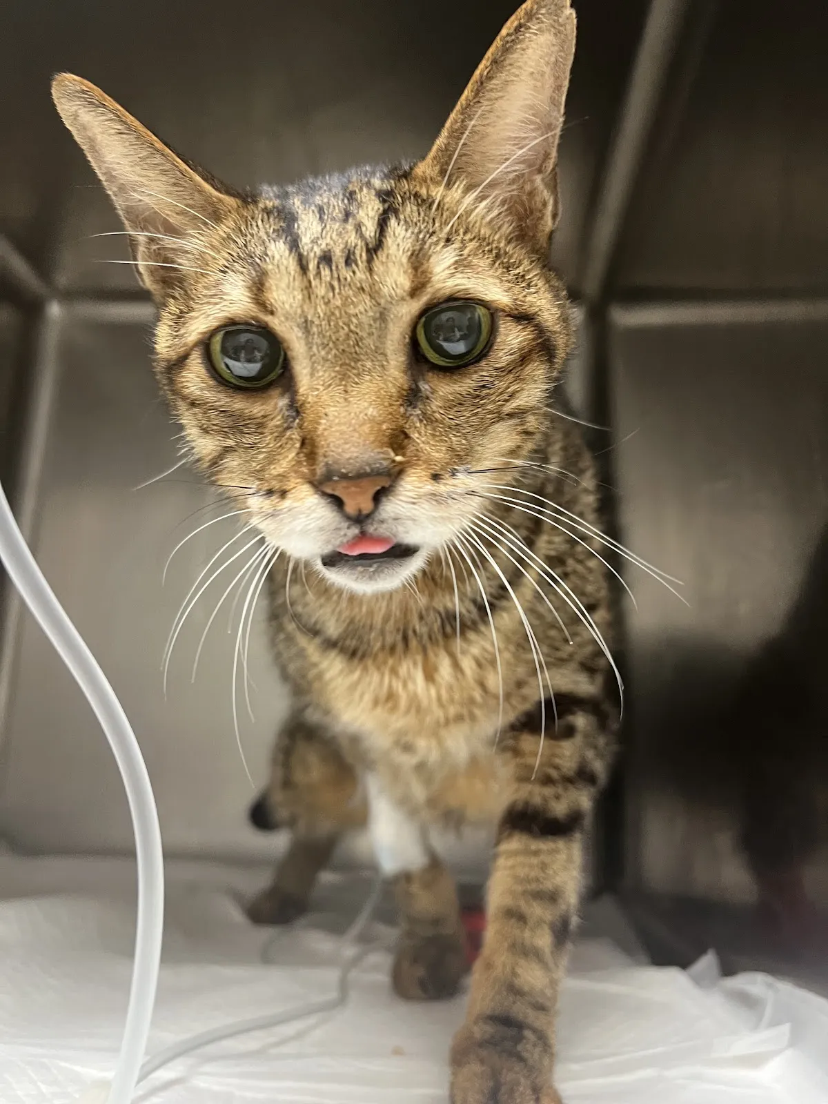 全天候動物醫院
