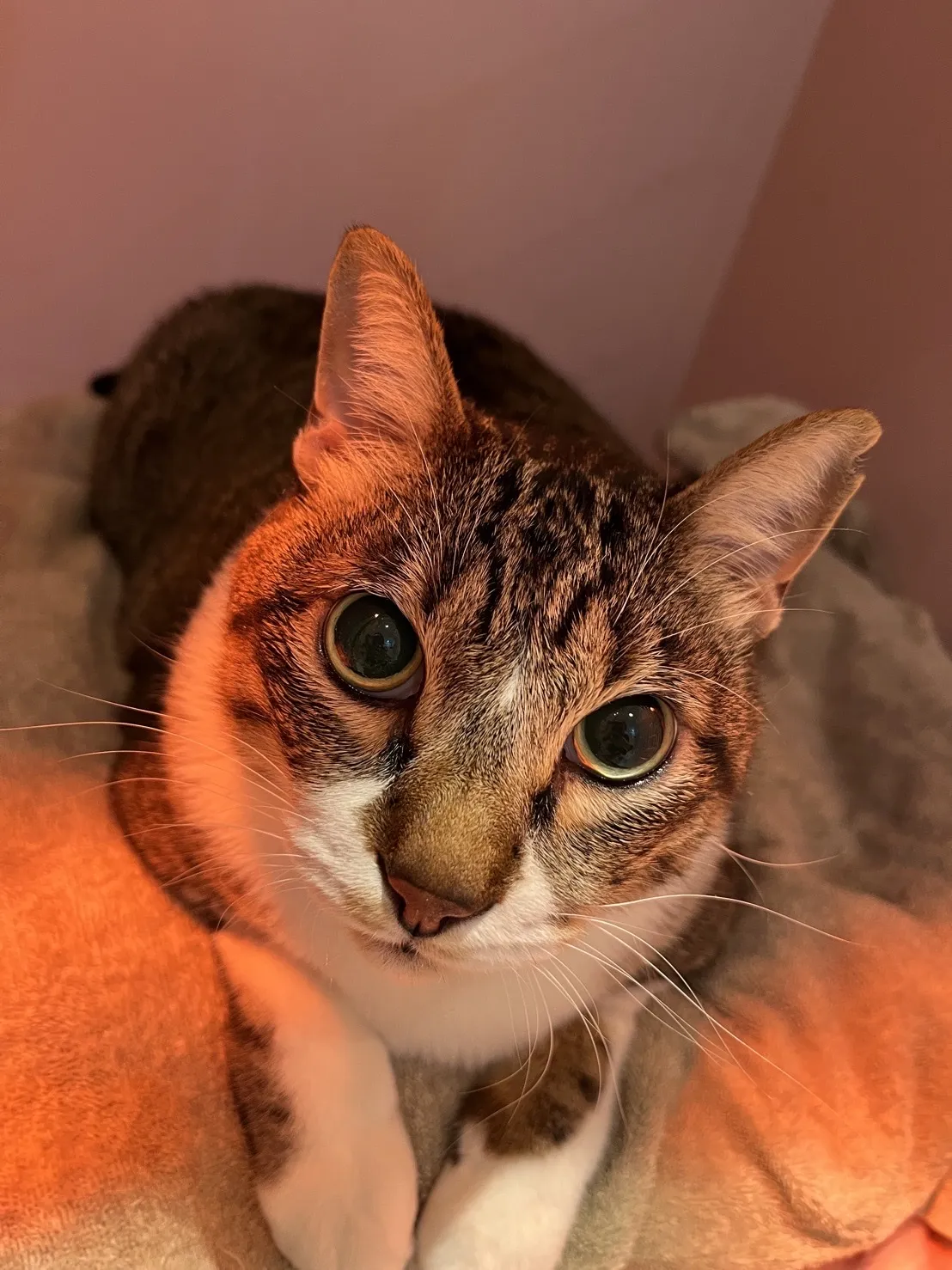 禾芮犬貓專科醫院