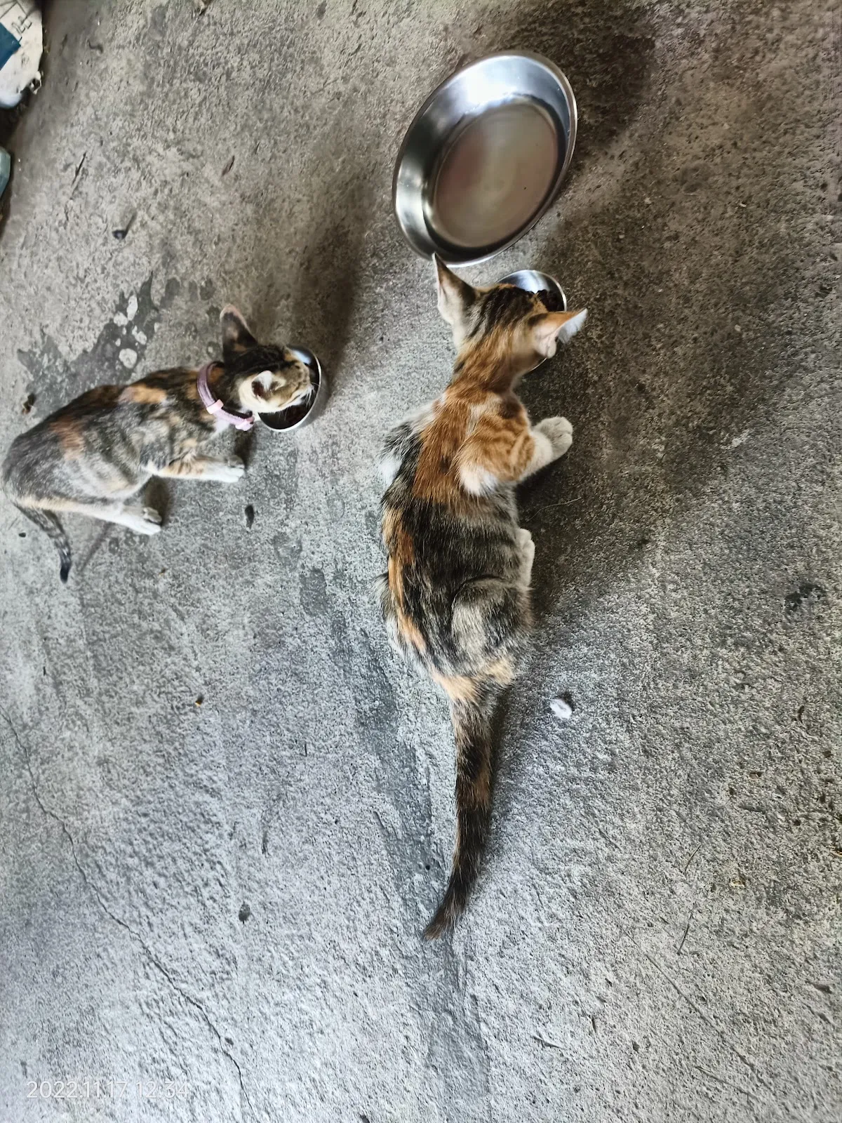 信安犬貓診所