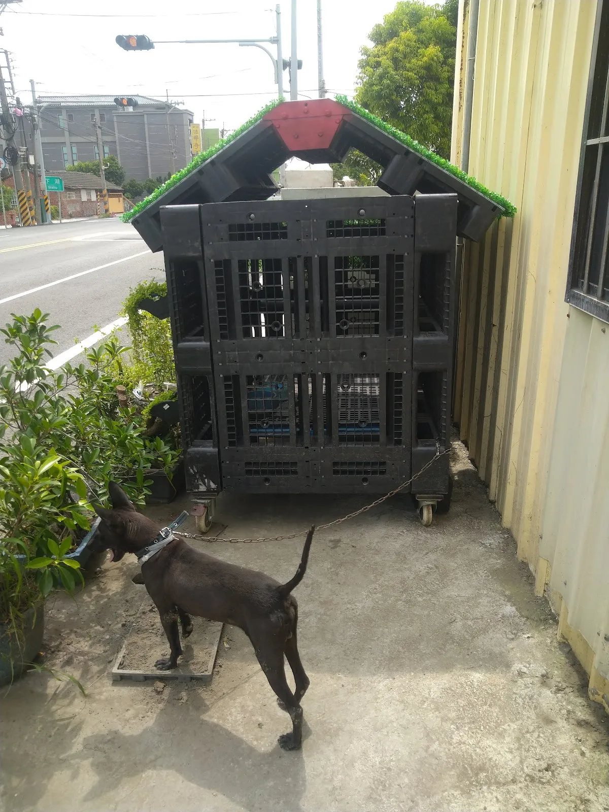 信安犬貓診所