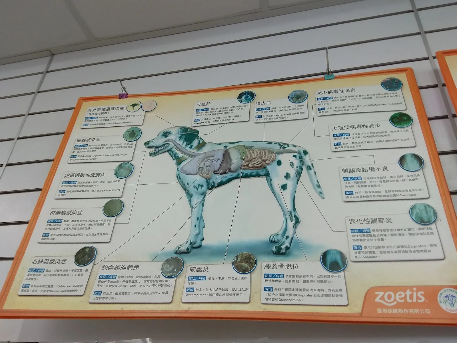 信安犬貓診所