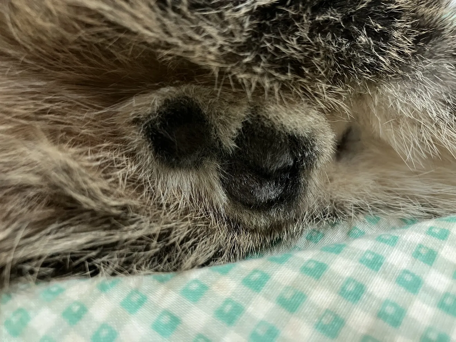 信安犬貓診所