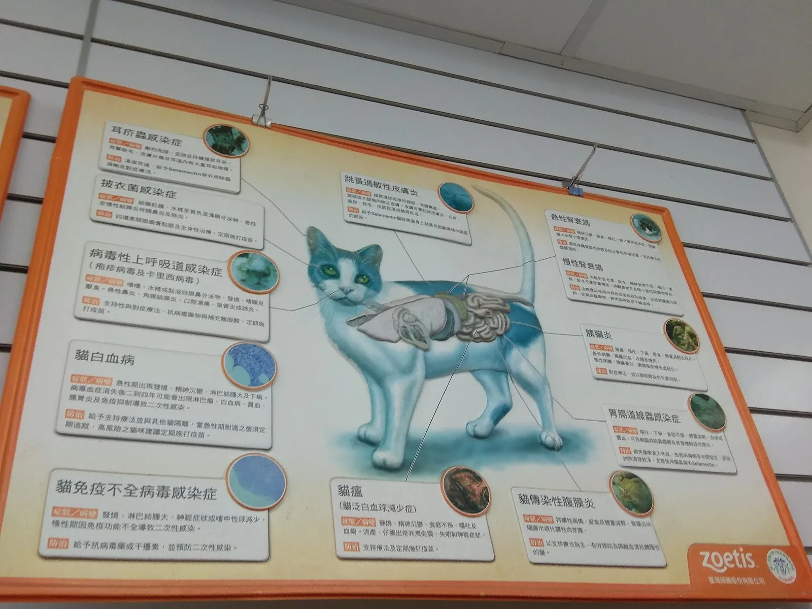 信安犬貓診所