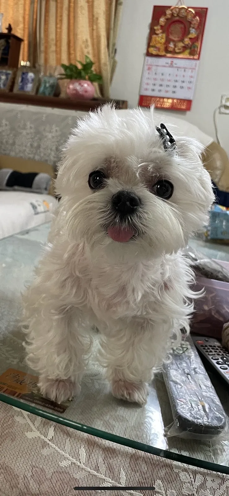 國瑞獸醫診所