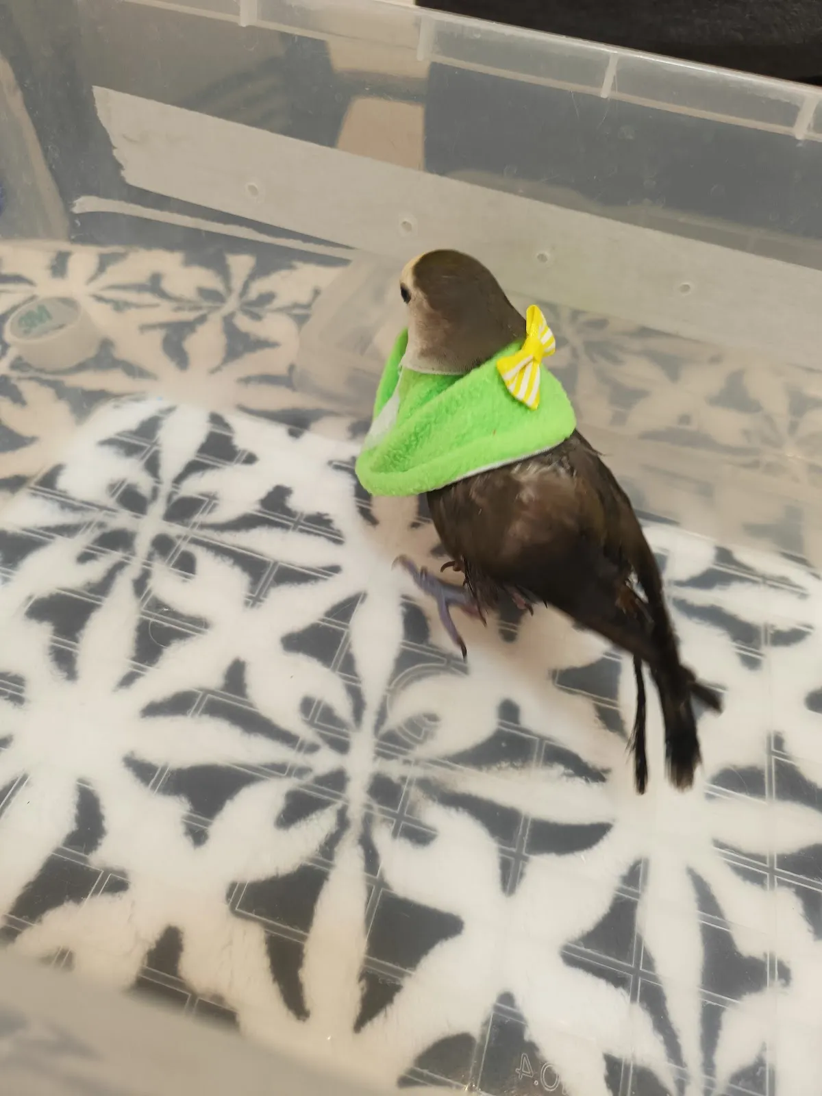 度度鳥特殊寵物專科醫院