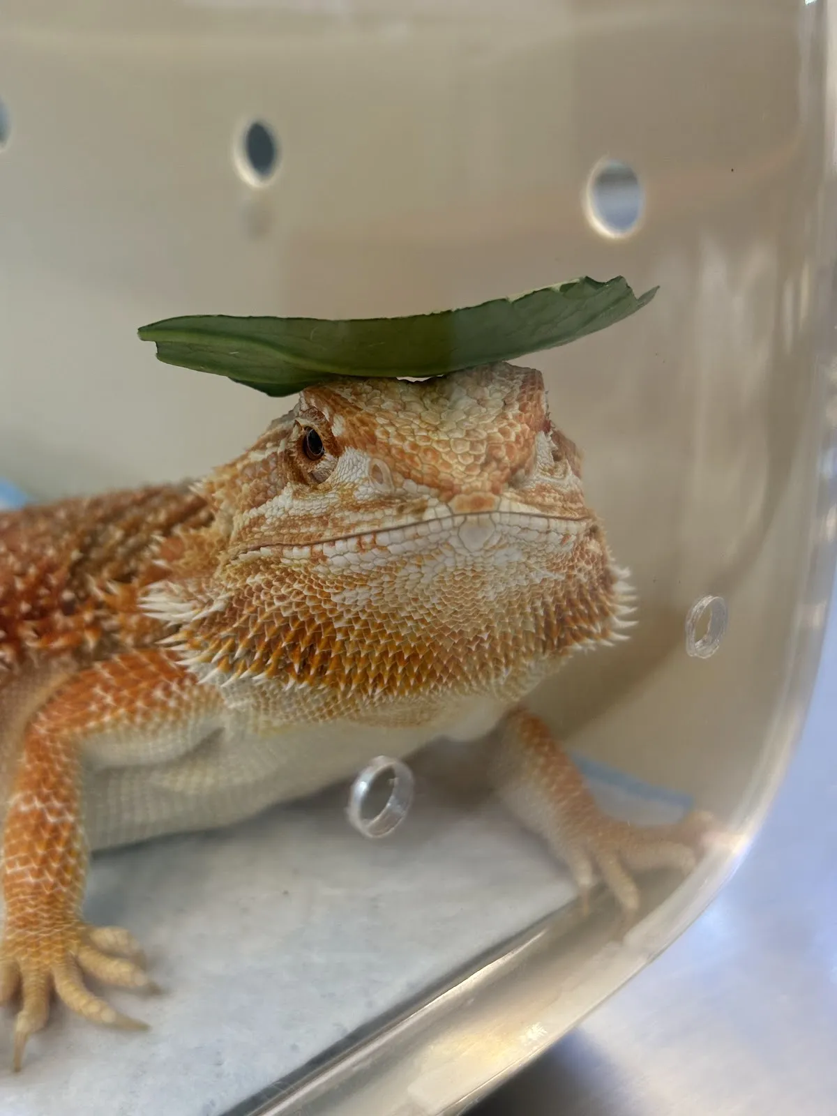 度度鳥特殊寵物專科醫院