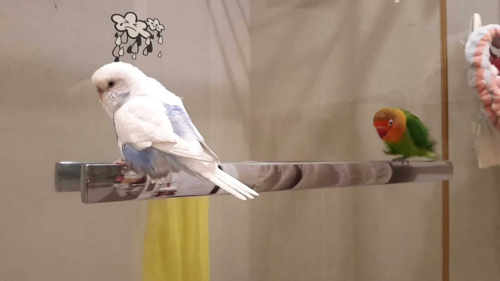 凡賽爾賽鴿寵物鳥醫院