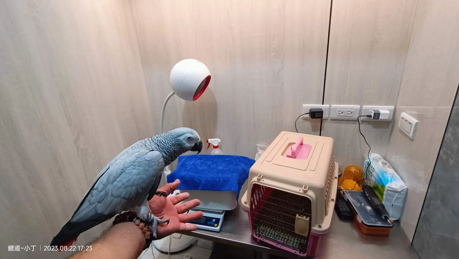 凡賽爾賽鴿寵物鳥醫院