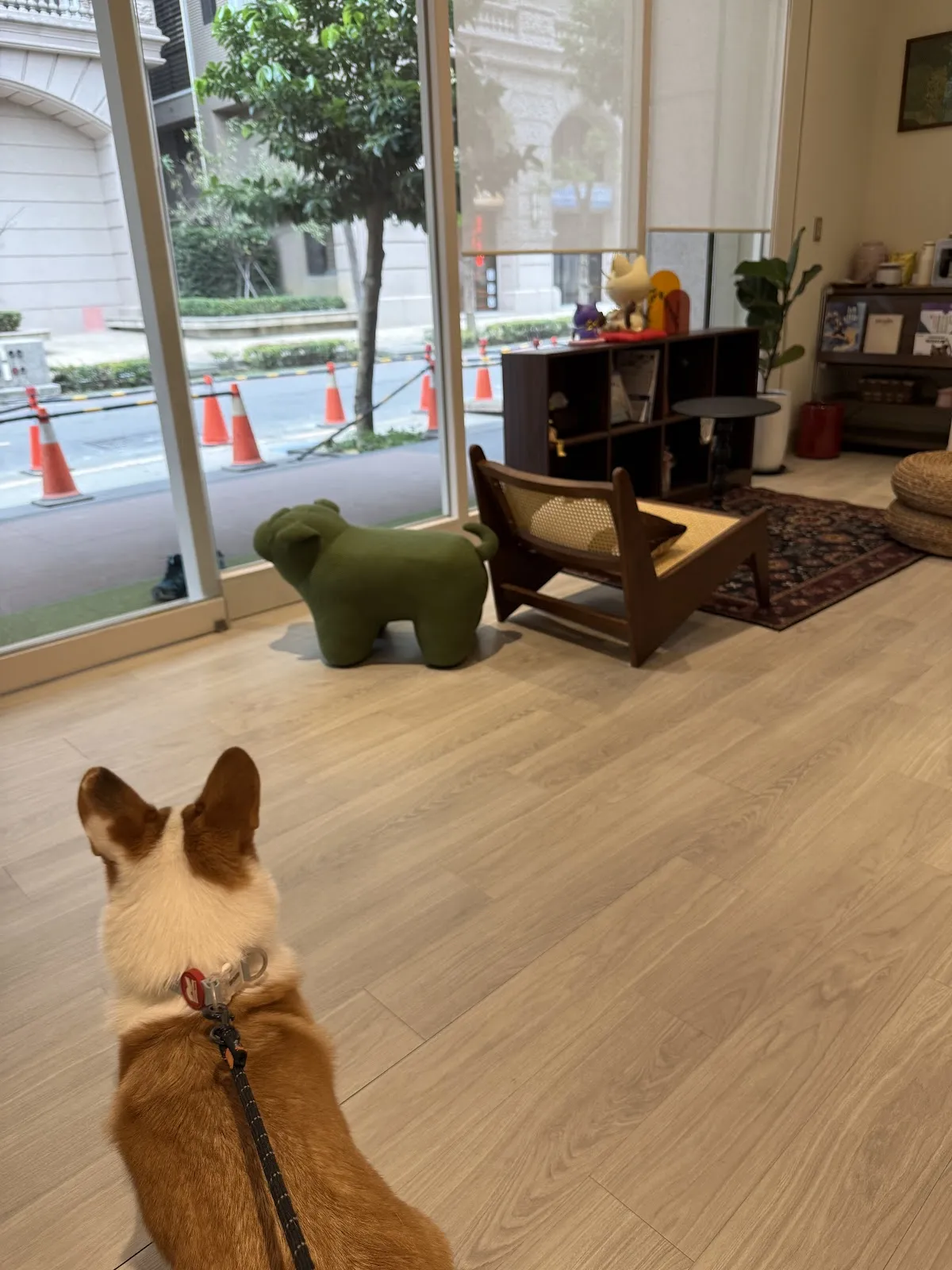 桔加G+動物醫院