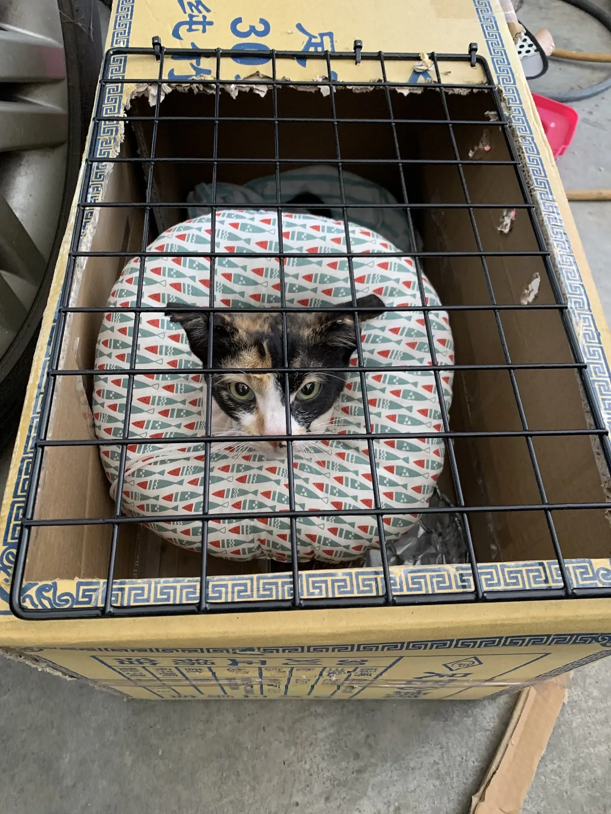 芥菜種動物醫院