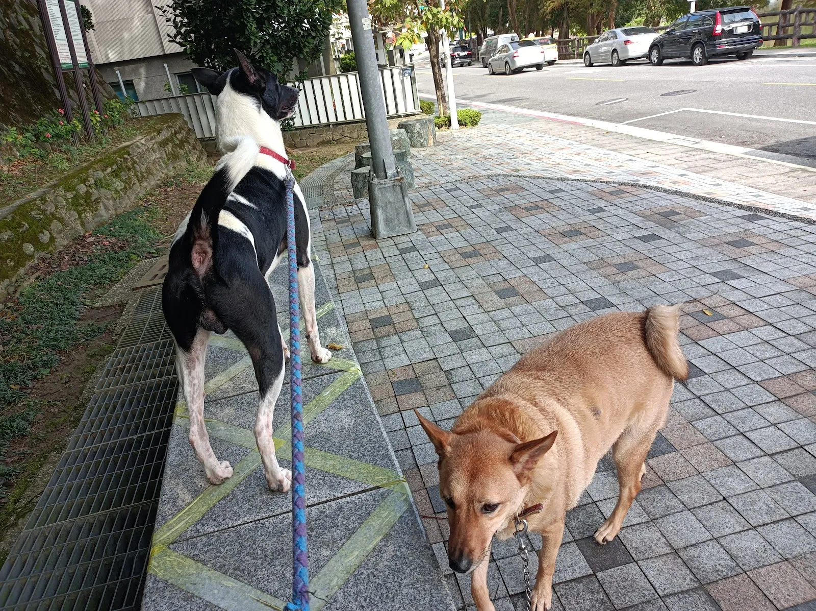 東勢動物醫院