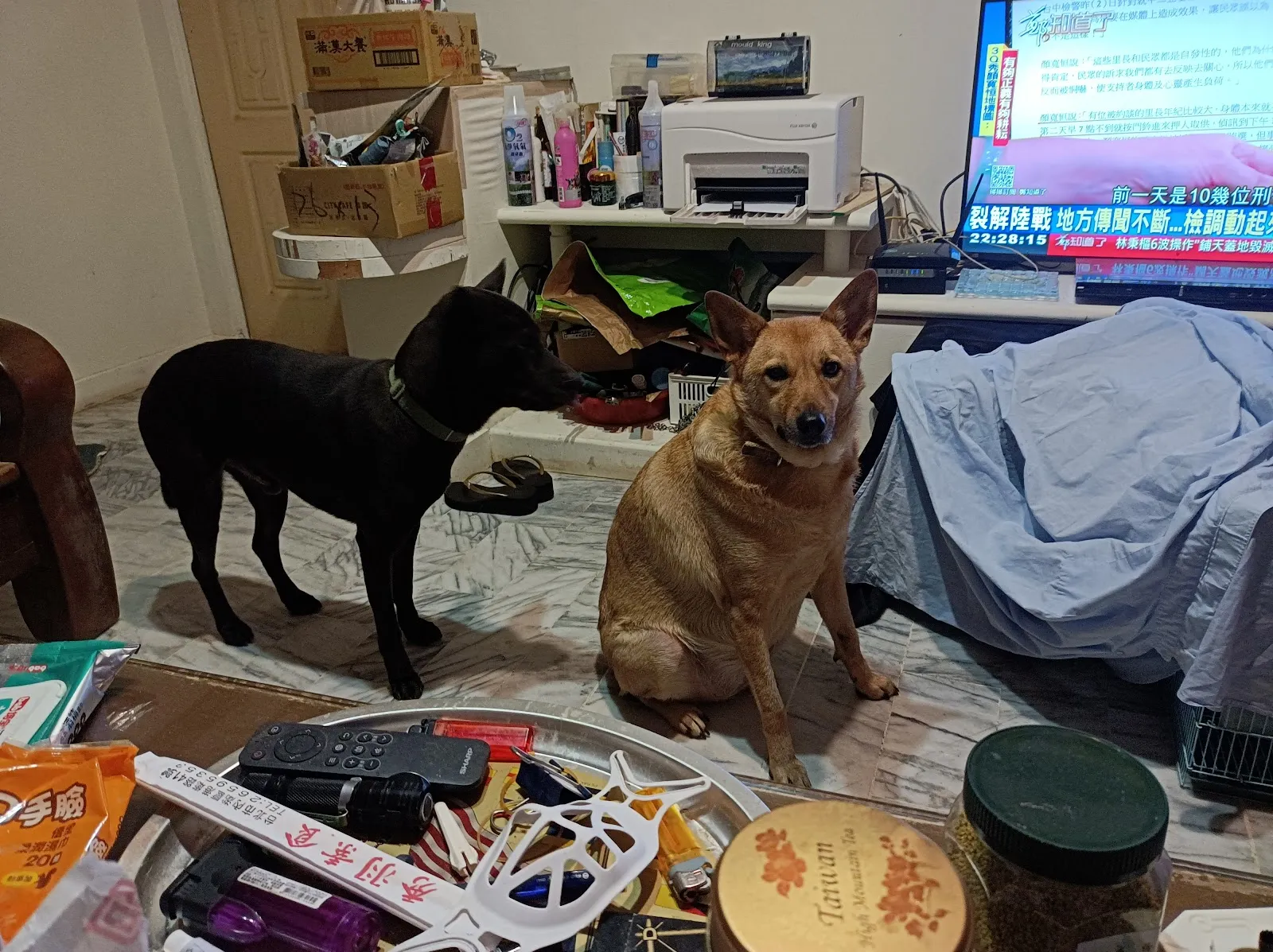 東勢動物醫院