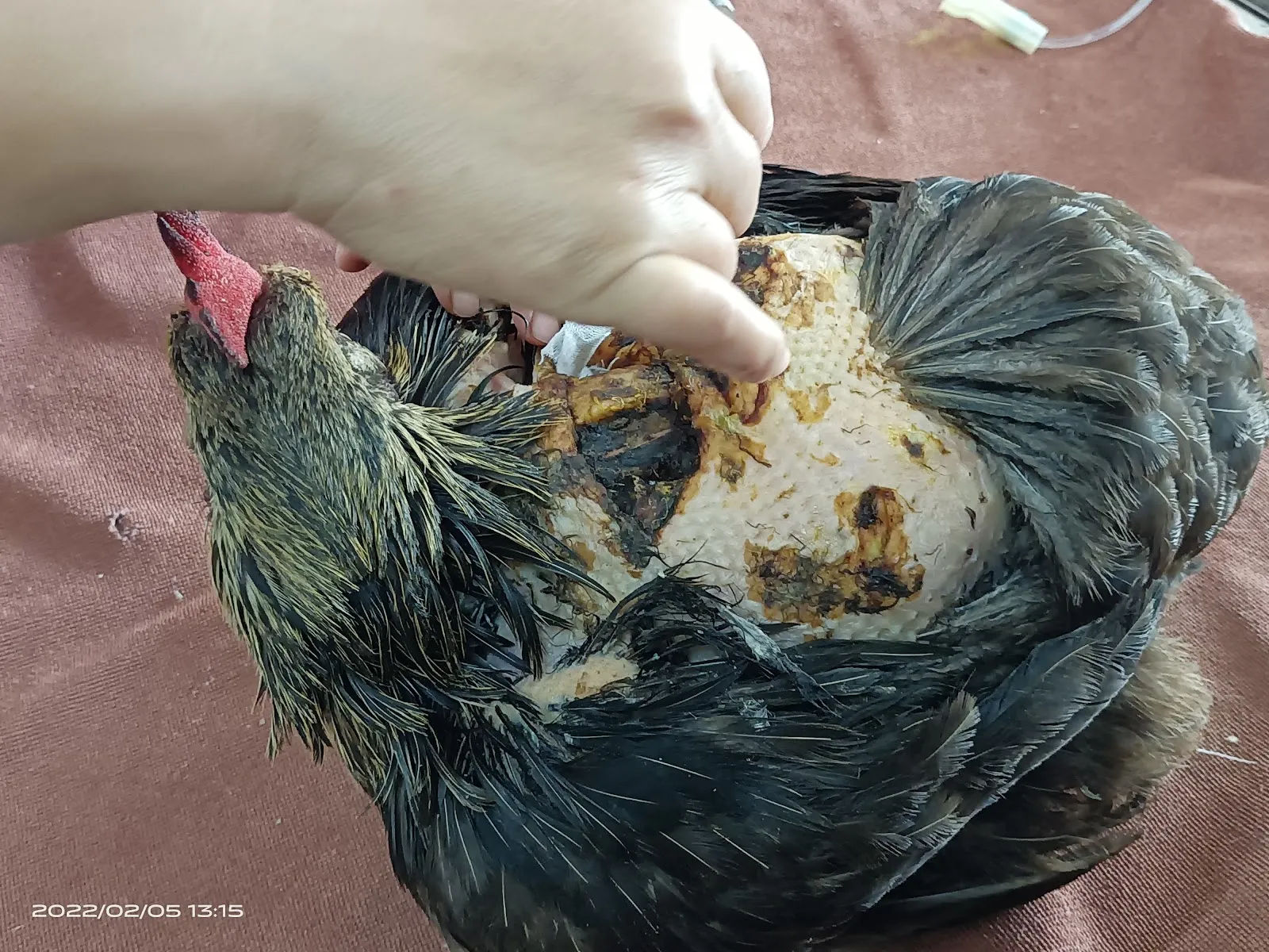 中華動物醫院