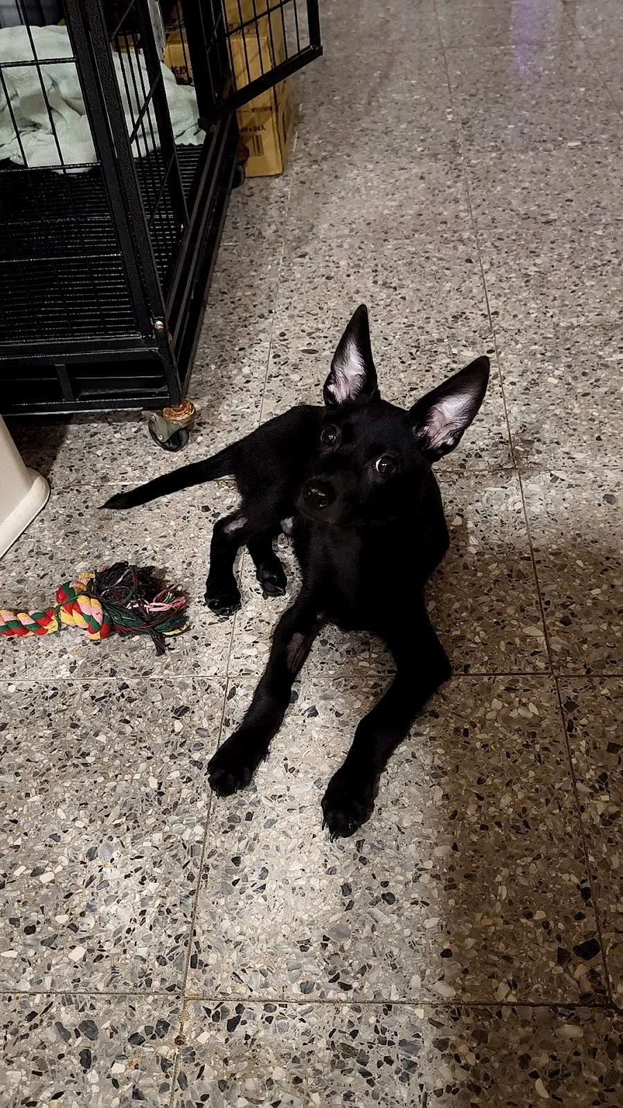 萌萌家動物醫院