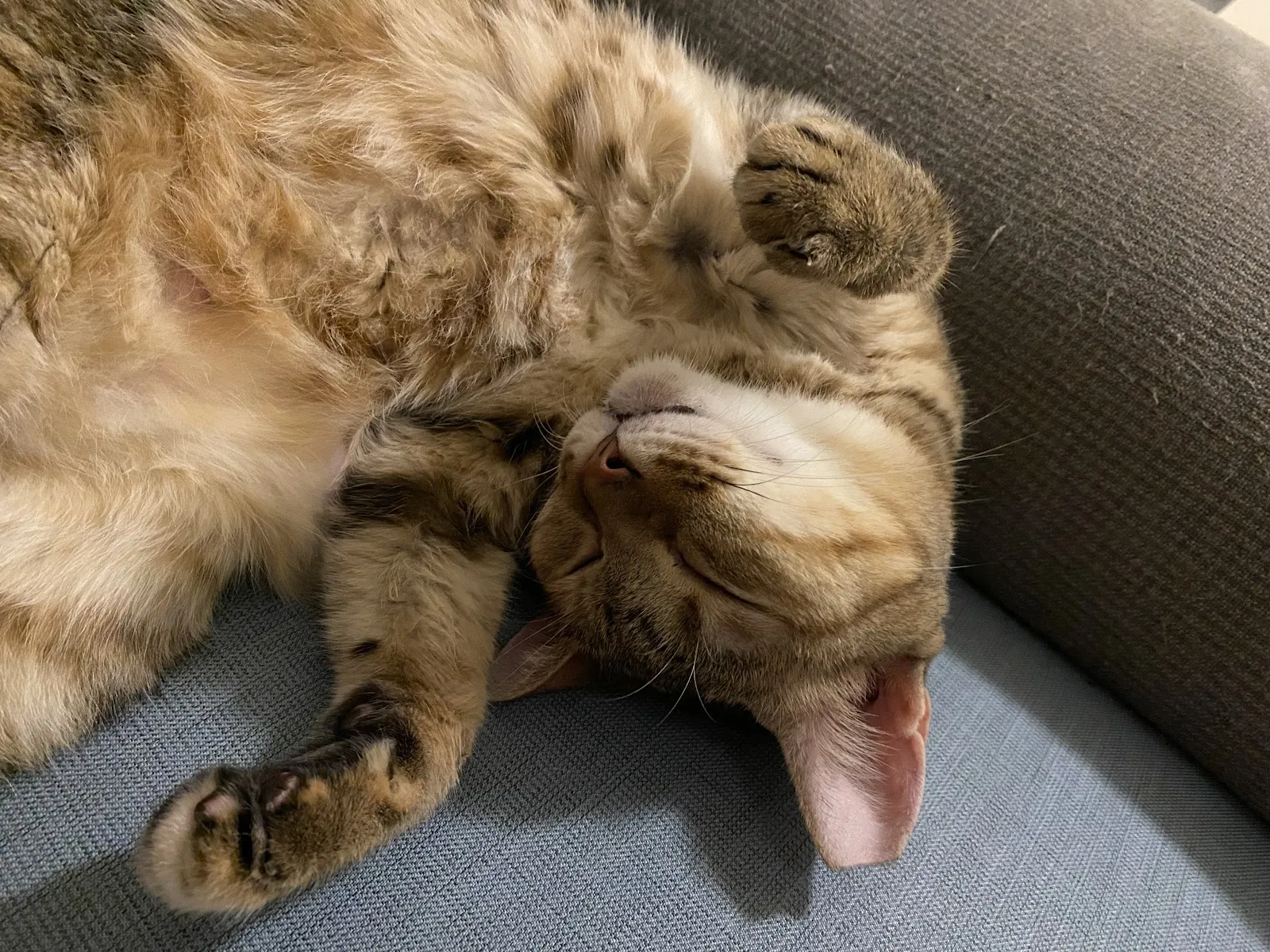 琪欣動物醫院龜山分院