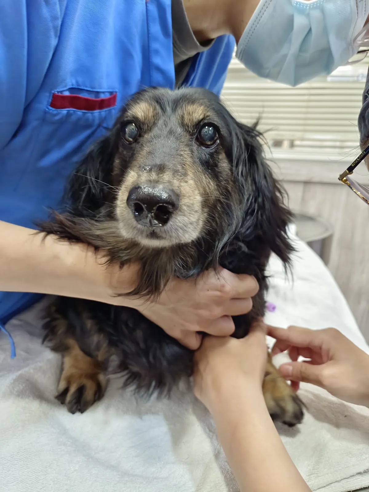 琪欣動物醫院龜山分院