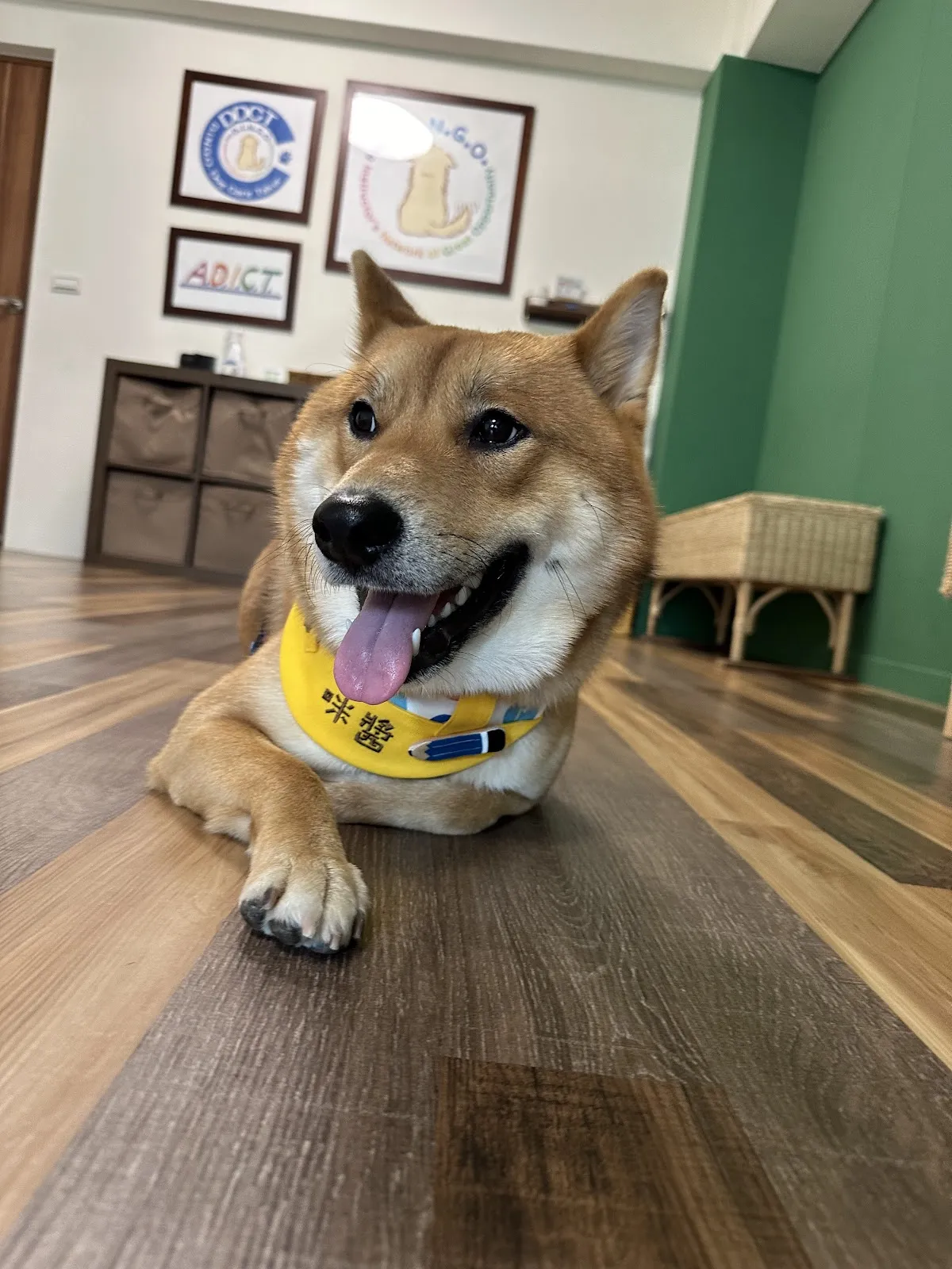 聽狗嶼動物診所