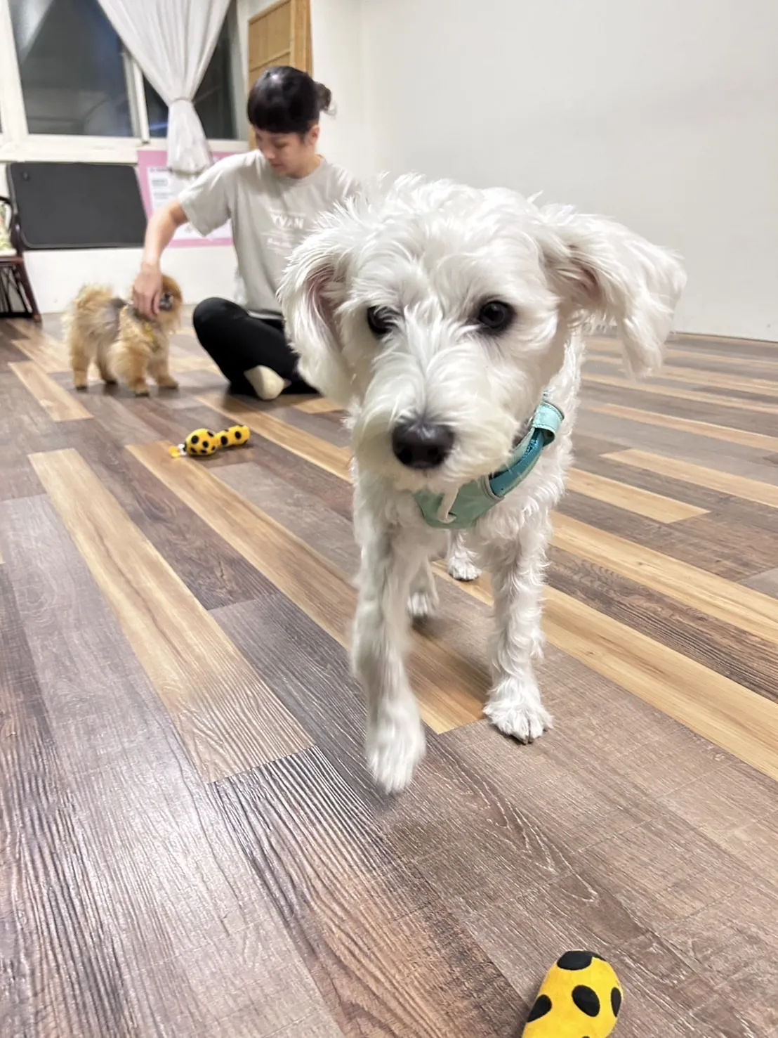 聽狗嶼動物診所