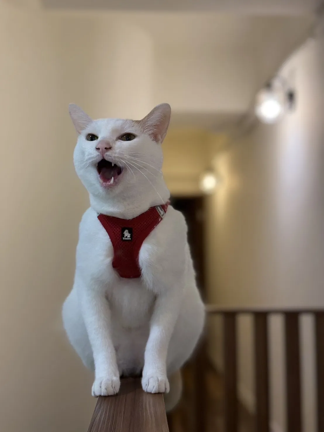 聽狗嶼動物診所